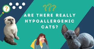 are there really hypoallergenic cats a
