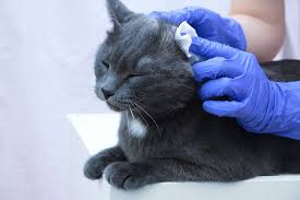 ear mites in cats causes symptoms