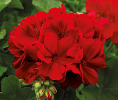 Любимото, на почти всеки градинар, цвете принадлежи към семейство здравецови (geraniaceae). Mushkato Kaliope 12 Sm 22250308 Na Top Cena Home Max Ex Baumax