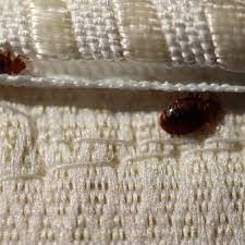 uncovering bed bug diseases