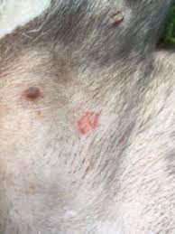 folliculitis in dogs whole dog journal