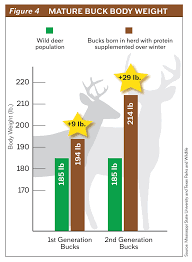 nutrition for whitetail does the key