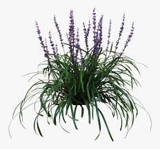 Find the perfect shrub with purple flower stock illustrations from getty images. Thumb Image Australian Native Grass With Purple Flowers Hd Png Download Transparent Png Image Pngitem