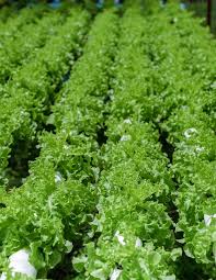 Salad Growing In A Pvc Pipe Organic