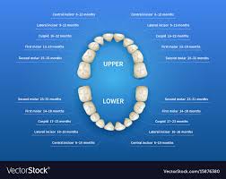 Children Mouth With Tooth Numbering Chart On Blue