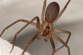 We did not find results for: Dangerous Pests The Brown Recluse Spider In Michigan