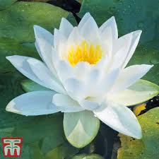 water lily white thompson morgan