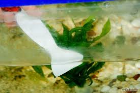 3 Ways To Clean Aquarium Glass