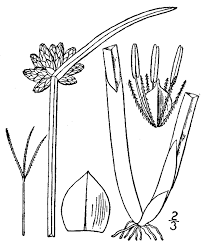 Schoenoplectiella mucronata - Wikipedia