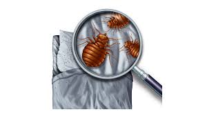 can bed bugs live in mattresses every