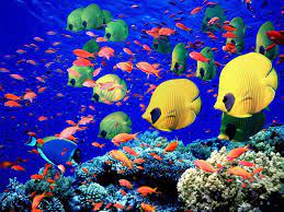 live fish wallpapers top free live