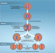 11 1 the process of meiosis biology