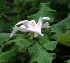 The southern magnolia is a moderately large tree that reaches 60' to 90' in height. Bigleaf Magnolia Department Of Horticulture