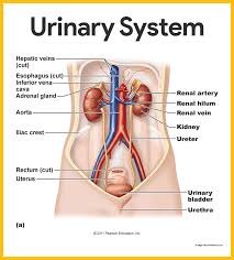 urinary system anatomy and physiology