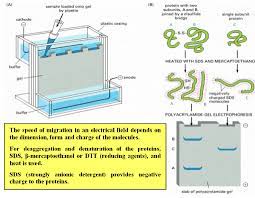 polyacrylamide gel electropsis sds