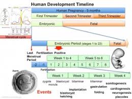 Timeline Human Development Embryology