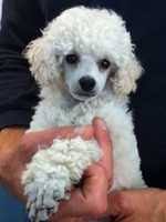 toy poodle breeders chdogs