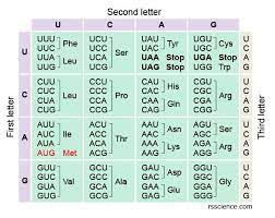amino acids codon chart genetic code