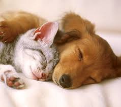 hd puppy and kitten wallpapers peakpx