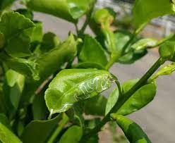 don t spray for citrus leafminers