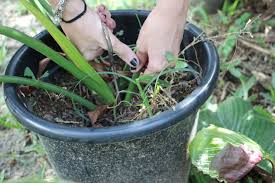 How to Grow Thaumatophyllum Bipinnatifidum/Tree Philodendron |3 ...