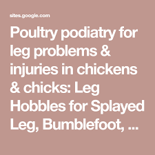 Poultry Podiatry For Leg Problems Injuries In Chickens