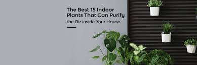 15 Indoor Air Purifying Plants That