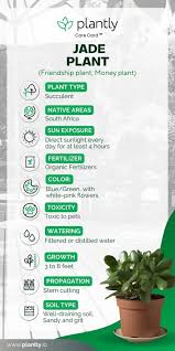 Jade Plant Care Complete Growing Guide