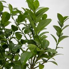 Lime Tree Lime Tree Care Natures