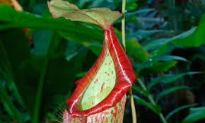 Pitcher plants go through a dormant period in the winter months, so they don't thrive when planted in tropical climates or when tended indoors. How To Grow Pitcher Plants At Home Gardening Advice The Guardian