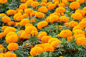 How To Repel Pests With Marigolds 5