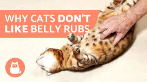 See full list on vetinfo.com Why Is My Cat S Belly Swollen And Hard Main Causes