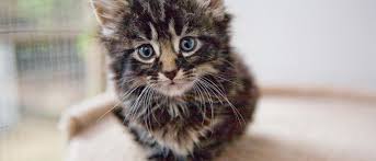Every cat food is different too. Kitten Development Milestones Newborn To One Year Old Checklist Wellness Pet Food