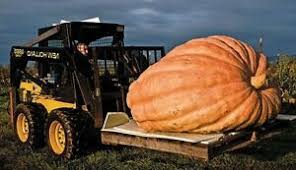 Details About Atlantic Giant Pumpkin 5 Seeds Worlds Largest Pumpkin Non Gmo Combsh F35