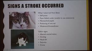For more information about signs that your cat is unhappy, check out our articles about how to tell if your some cats might like being stroked here, and others might not, depending on their individual you can test this by following a simple 3 second rule: Strokes In Cats Includes A Case Study Youtube