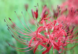 These flowers are a beautiful way to celebrate someone who passed away and way to honor them in their death. The Magical Red Spider Lilies Of Kinchakuda Savvy Tokyo