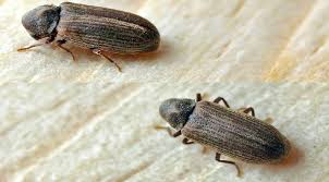 furniture beetle parasites infect