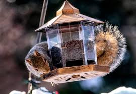 how to make homemade squirrel repellent