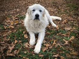 how to entertain a great pyrenees