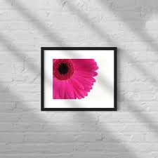 Pink Gerber Daisy Print Daisy Flower