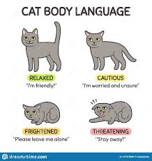 Cat Body Language Stock Vector Illustration Of Kitty