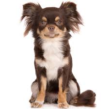 chihuahua long coat dog breed