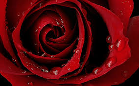 beautiful red rose for your mobile
