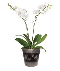 Orchid Garden Calyx Flowers