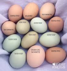 Chicken Egg Colors By Breed Silver Homestead