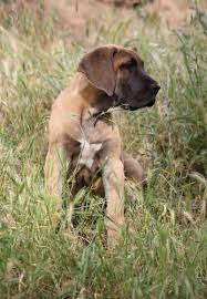 Is devoted to saving beautiful gentle giants and educating the public on the growing problem with abandonment the rescue will show dogs by appointment only. Great Dane Puppy For Sale Adoption Rescue For Sale In Squaw Valley California Classified Americanlisted Com