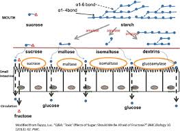 Fig Ure 1 The Process Of Starch Digestion And Glucose