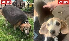 Overweight Beagle Gets Help Shedding The Pounds From Kind Hearted  gambar png