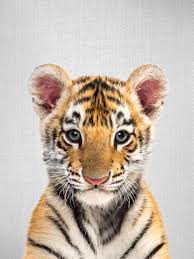 baby tiger posters art prints wall