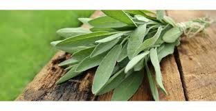 sage herb benefits and properties